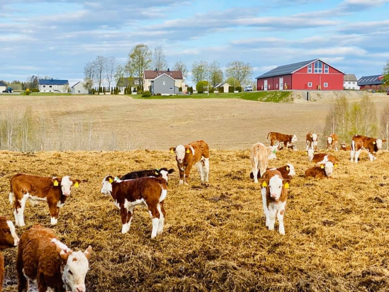 Bedriftsbesøk på Smidsrød gård